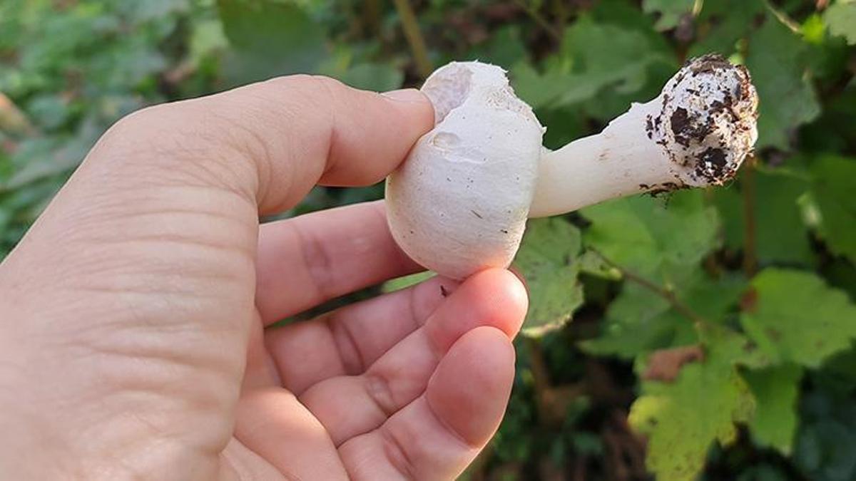 Mantardan 23 kişi zehirlendi, kritik uyarı geldi! 'Ben bunları biliyorum demeyin'