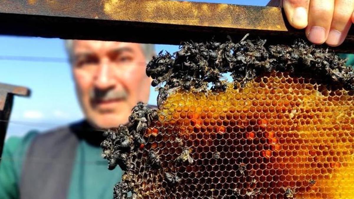 Vicdansızlar 400 kovan arıyı diri diri yaktı