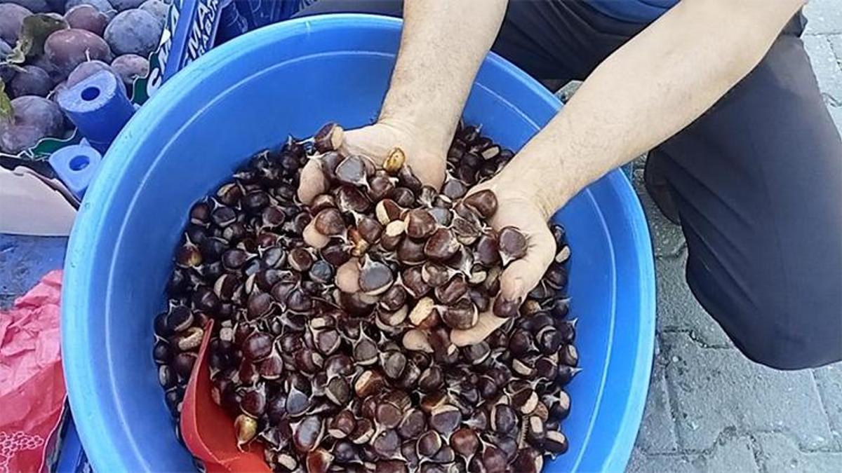 Kestanenin fiyatı 15 liraya kadar düştü
