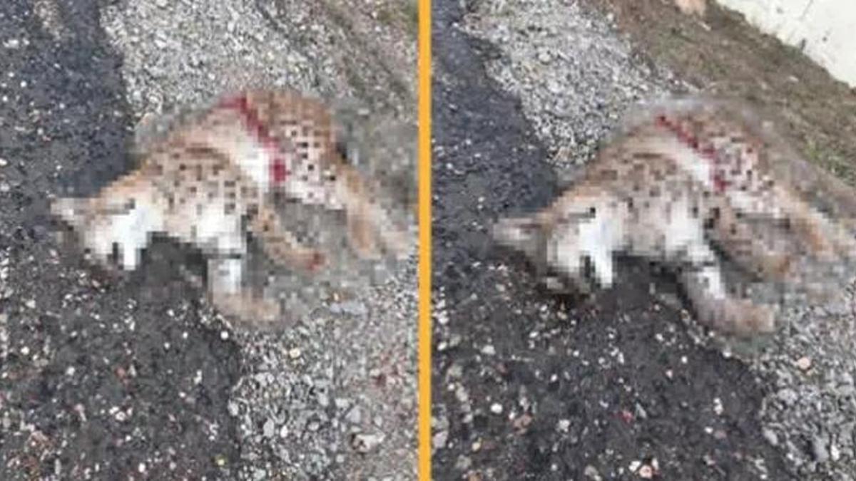 Kastamonu'da nesli tehlike altında olan vaşak yol kenarında ölü bulundu