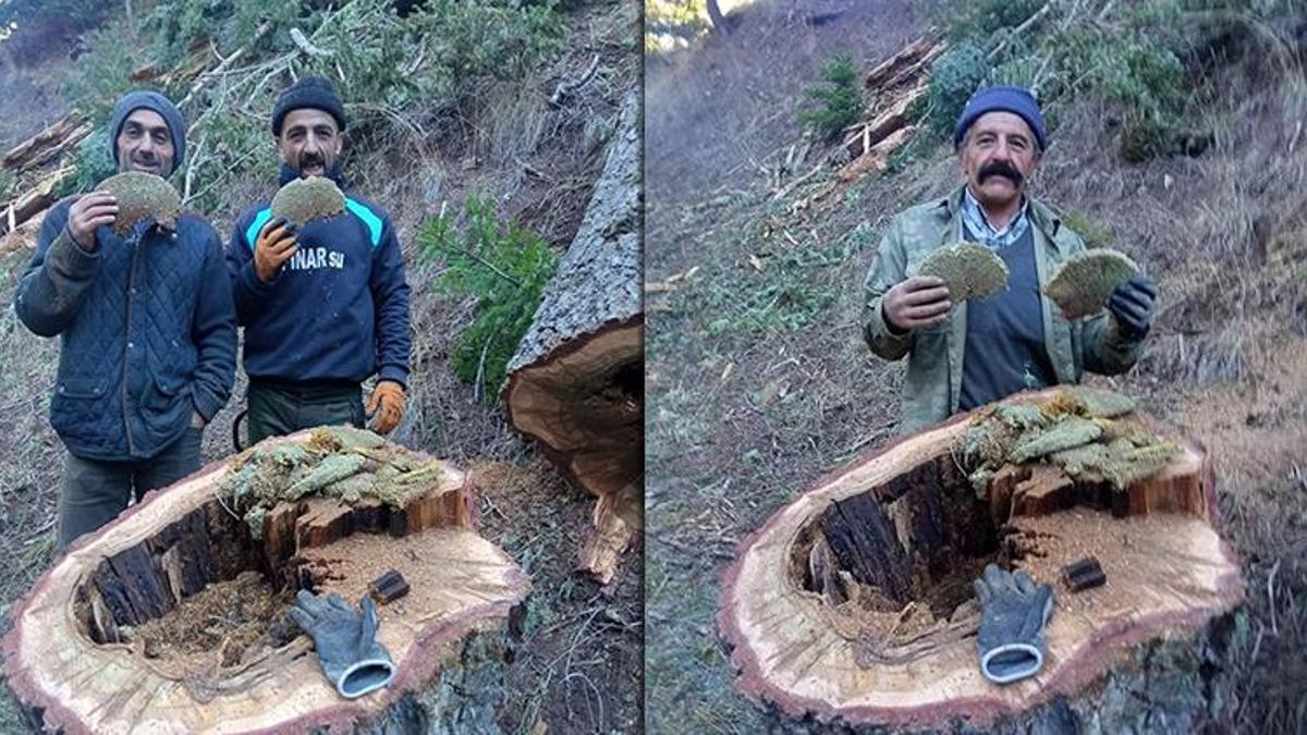 Kestiği ağacın kovuğundan çıktı! 'Bu tür olayların belgesellerde olduğunu sanıyordum'