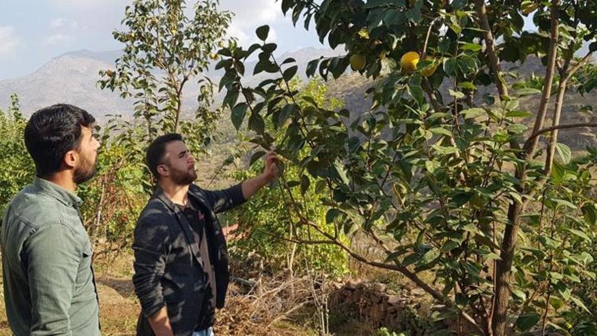 Yanlışlıkla ilçeyi cennet hurmasıyla tanıştırdı
