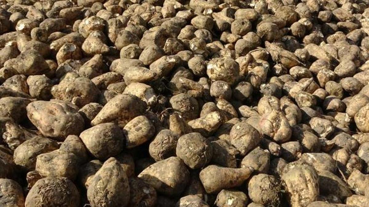 Çiftçiye büyük gelir sağlıyor! Çiftçinin cebine 650 milyon lira girecek