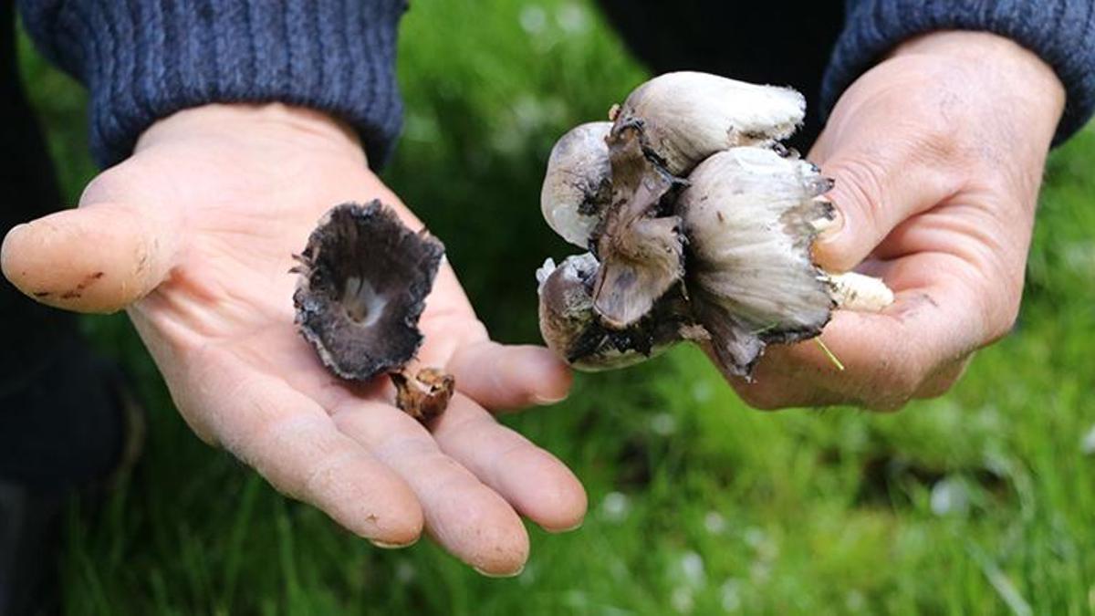 Mantardan 29 kişi zehirlendi, 2 kişi hayatını kaybetti