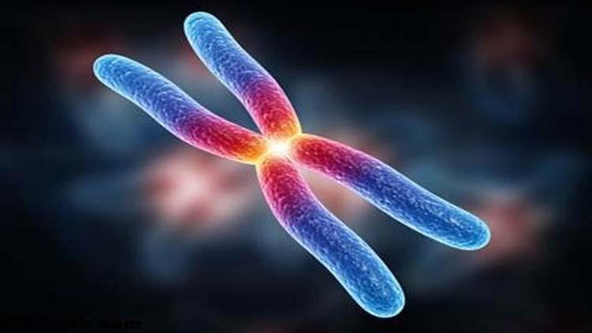 Diploit Hücre Nedir, Ne İşe Yarar? Vücuttaki Diploit Hücreler Ne İşe Yarar?