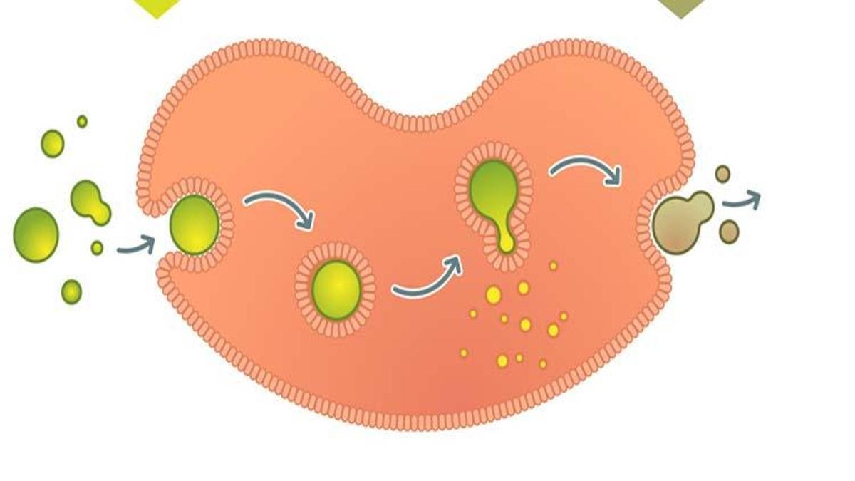 Endositoz Nedir, Nasıl Gerçekleşir? Endositoz Hangi Canlılarda Görülür, Özellikleri Nelerdir?