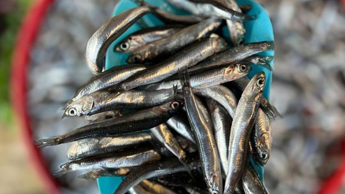 Palamuttan sonra hamsi de tezgahlara düştü! İşte balık fiyatları...