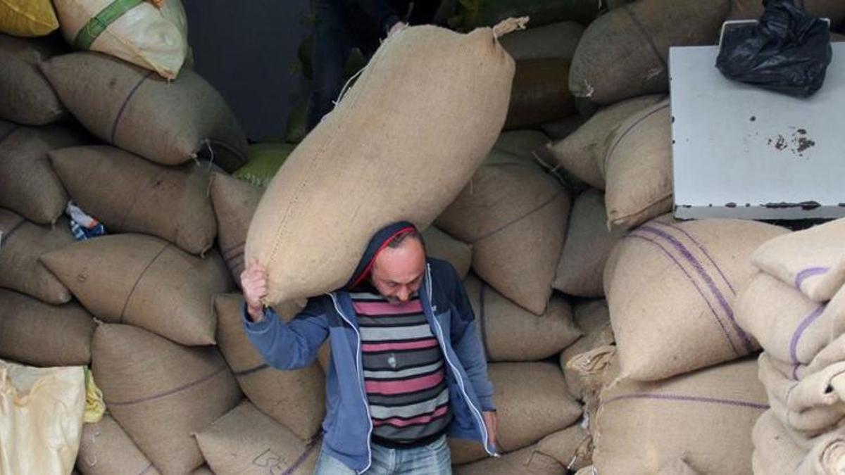 Fındık fiyatları yükselişe geçti! Yeni kilo fiyatı açıklandı