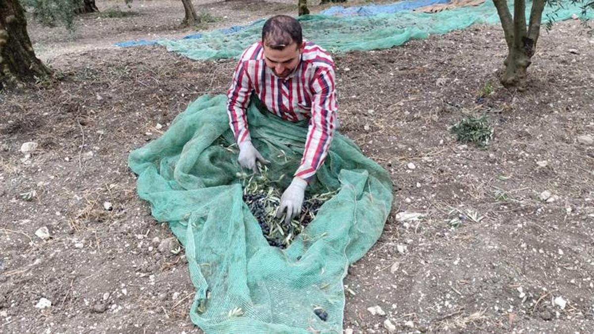 Kilosu 54 liraya kadar çıktı! Üreticilerin yüzü güldü