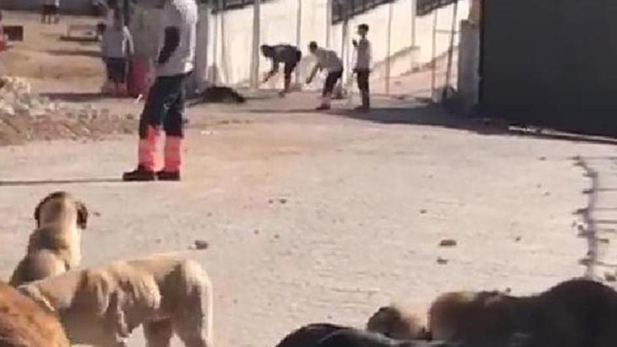 Konya Büyükşehir Belediyesi'nden hayvan bakımevindeki görüntülere soruşturma