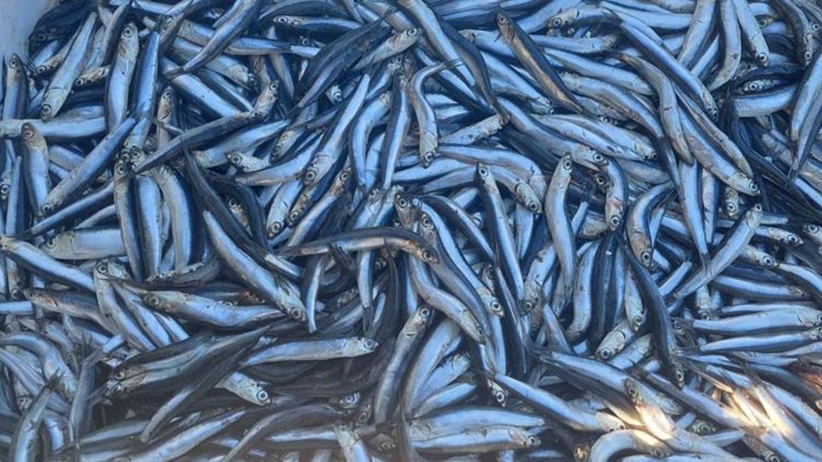 Hamsi fiyatları düştü! '30 liraydı, 25 yaptık'