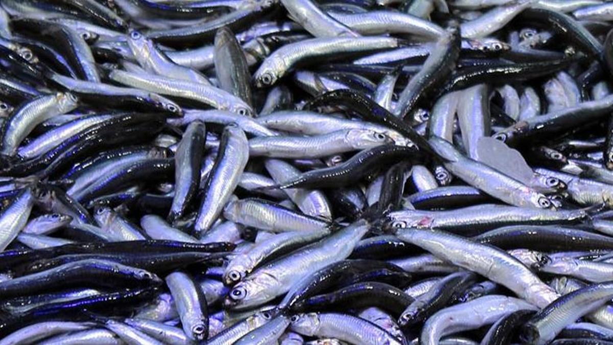 Palamuttan sonra hamsi de ucuzladı! İşte balık fiyatlarında son durum