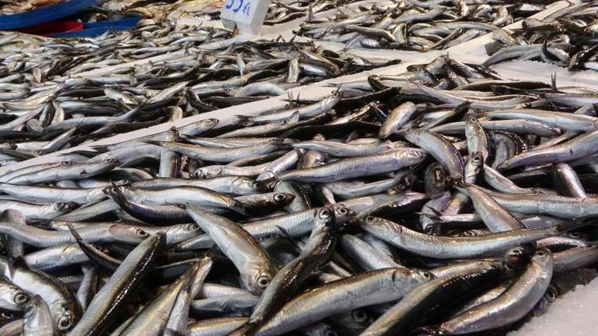 Tezgahlardaki yerli hamsiye ilgi arttı! Kilo fiyatı açıklandı