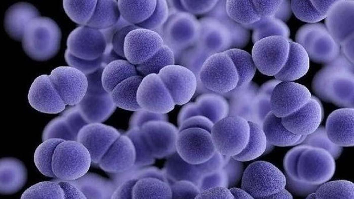 Strep A virüsü nedir, belirtileri nelerdir? Strep Türkiye'de var mı, nasıl bulaşır?