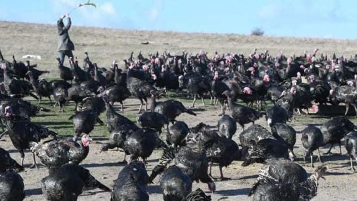 Hindi fiyatları ne kadar? Bütün hindi fiyatı belli oldu mu, hindinin kilosu kaç TL?