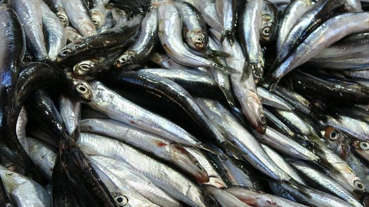 Hamsi ve balık ile ilgili yasak çağrısı: Stoklar çökecek