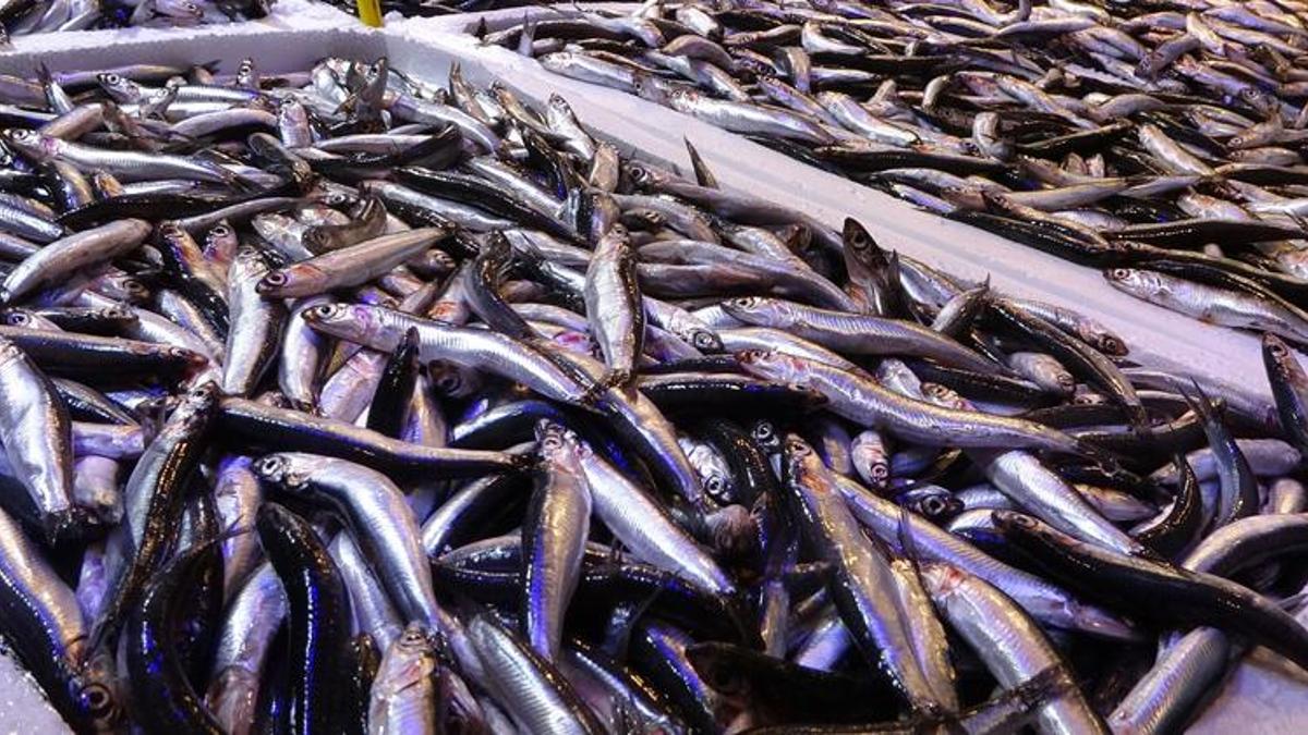 Hava muhalefeti hamsi fiyatını ikiye katladı