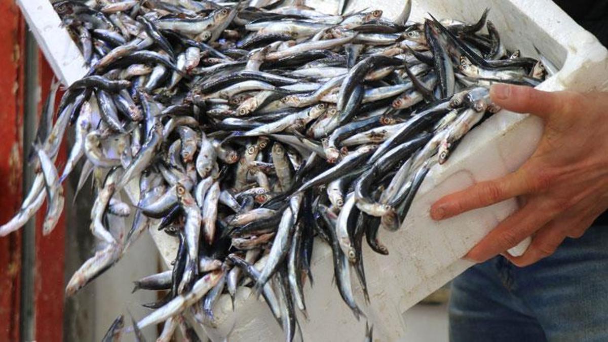 Balık fiyatları ile ilgili son dakika açıklaması! İşte barbun, hamsi, istavrit, mezgitte son durum