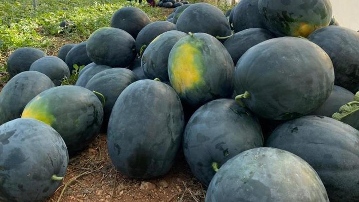 Hamilelere ilaç gibi geliyor! Kilo fiyatı açıklandı