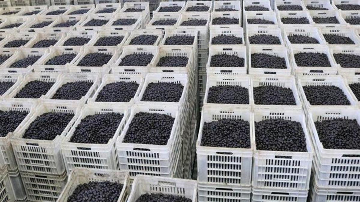 Marmarabirlik’ten 150 milyon lira ödeme