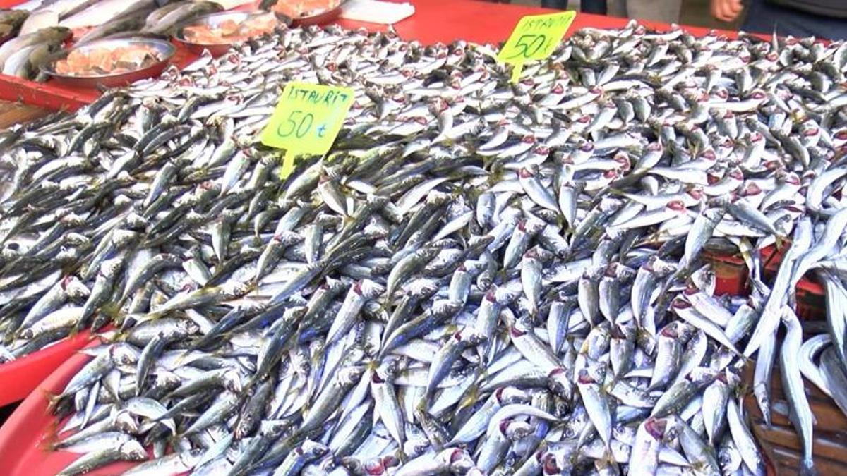 Karadeniz’de istavrit tezgahlara geri döndü! Kilo fiyatı şaşırttı