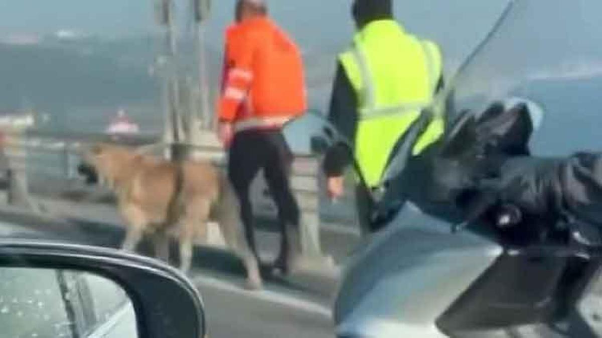 15 Temmuz Şehitler Köprüsü’nde yürüyen sokak köpeğini sürücüler kurtardı
