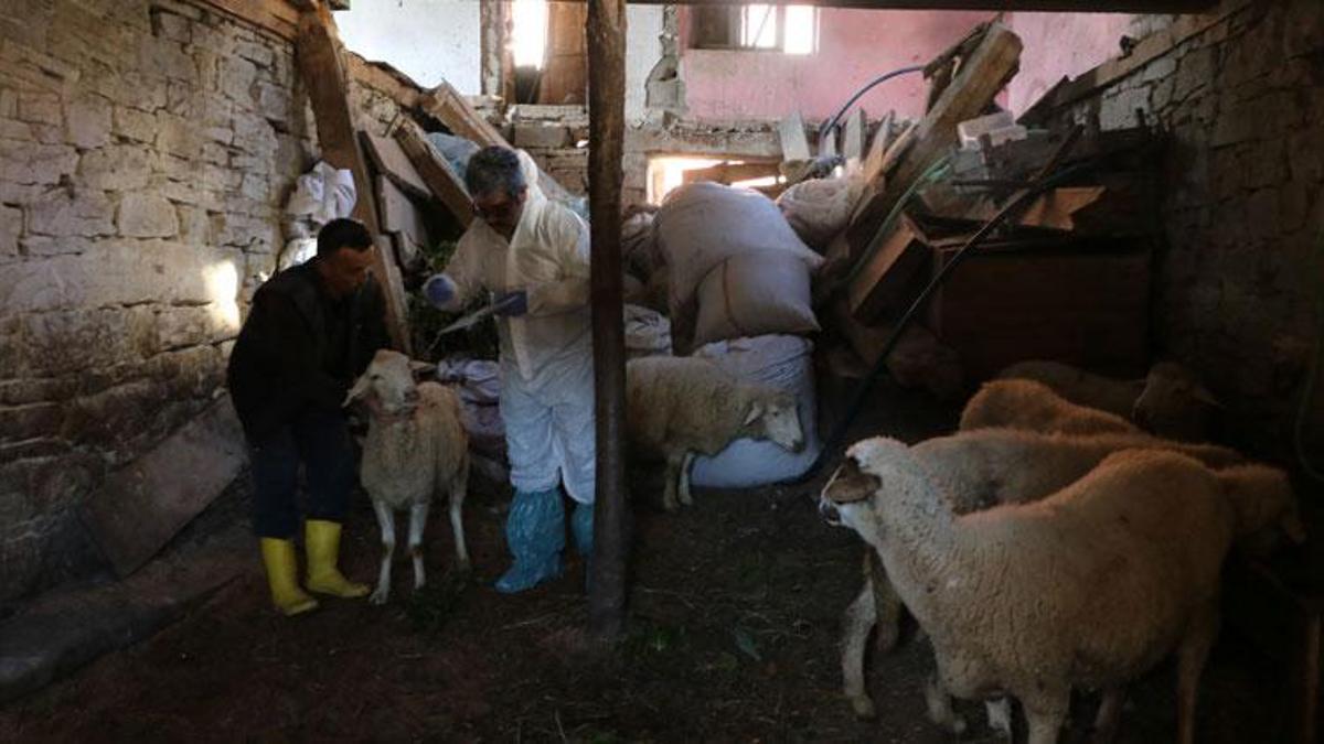 Hayvanlarda çiçek hastalığı görüldü, 50 köy karantinaya alındı