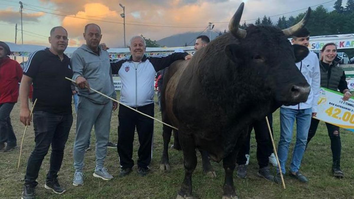 Artvin’de şampiyon boğa 500 bin TL’ye satıldı