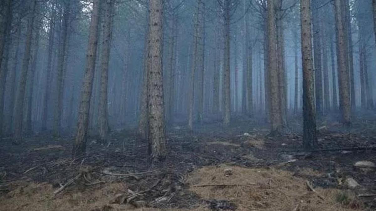 Kaz Dağları yangın söndü mü, devam ediyor mu? Kaz Dağları hangi şehirde, Kaz Dağları orman yangını nerede, neden çıktı?