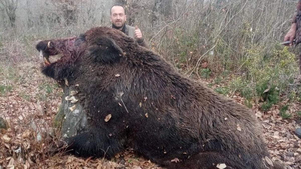 Zonguldak Çaycuma'da 400 kiloluk domuz vuruldu