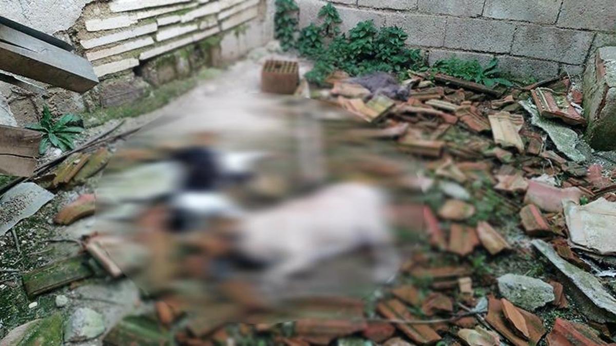 'Sahipsiz kedi ve köpekler katlediliyor!'
