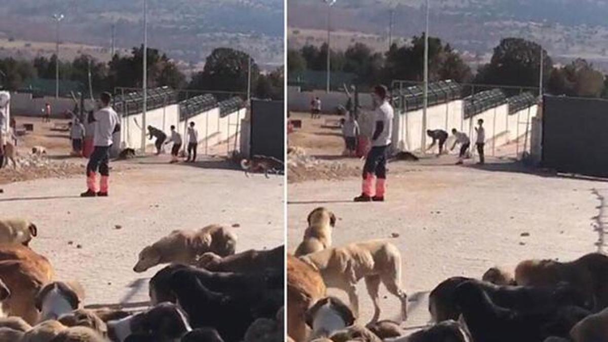 Köpeğin kürekle öldürülmesi davasında flaş gelişme