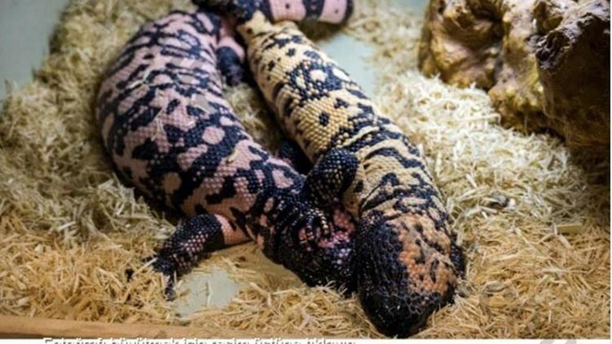 İnternetten yasa dışı 'Gila monster' satışı