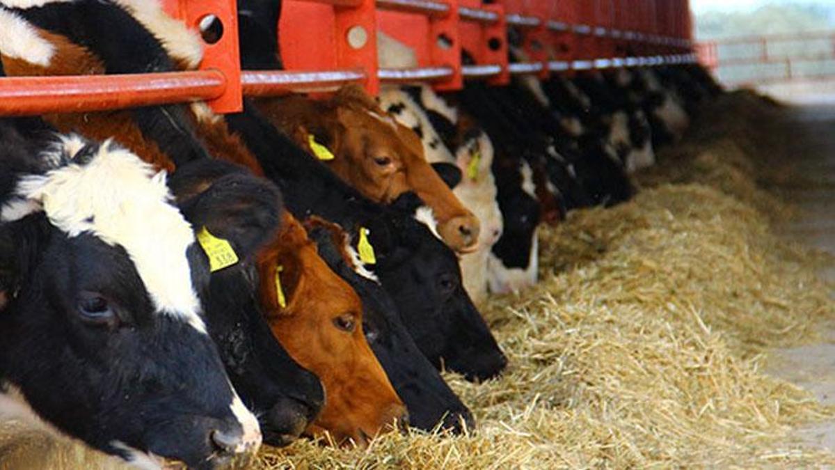 Düve alımı başvuru şartları nelerdir, düve alım desteği başvurusu ne zaman sona erecek?