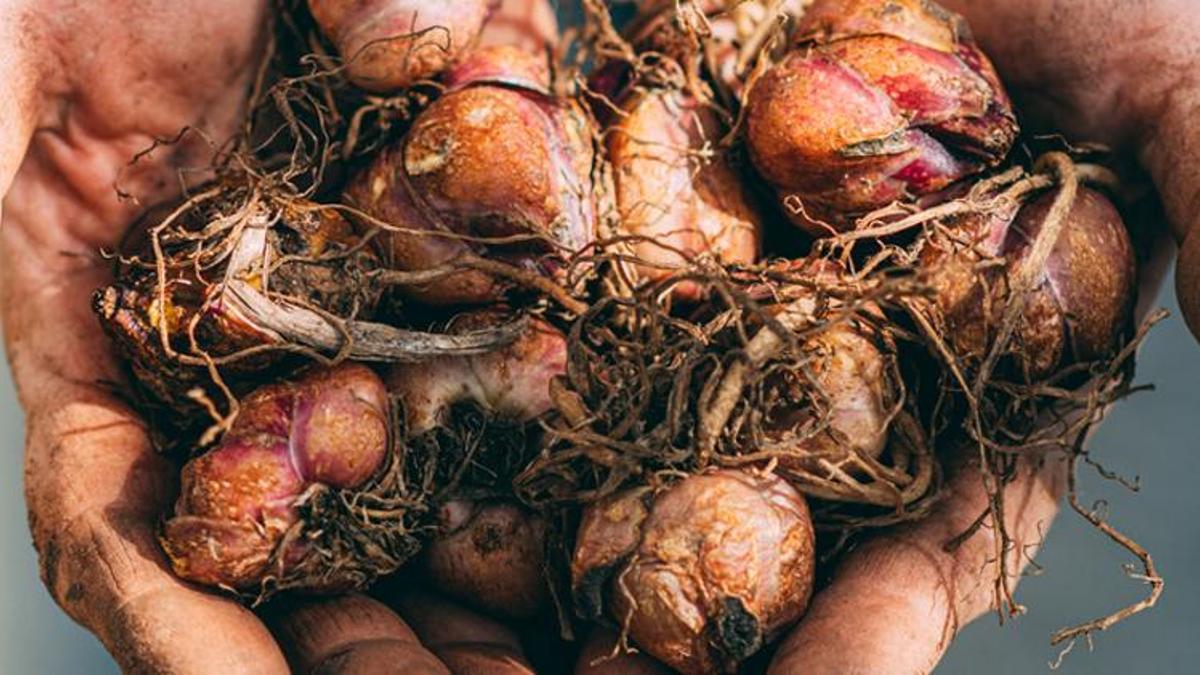 Yüksek kan şekerini ve kötü kolesterolü düzenliyor! Tam bir doğal antibiyotik, işte faydasını 5 kat artıran yöntem