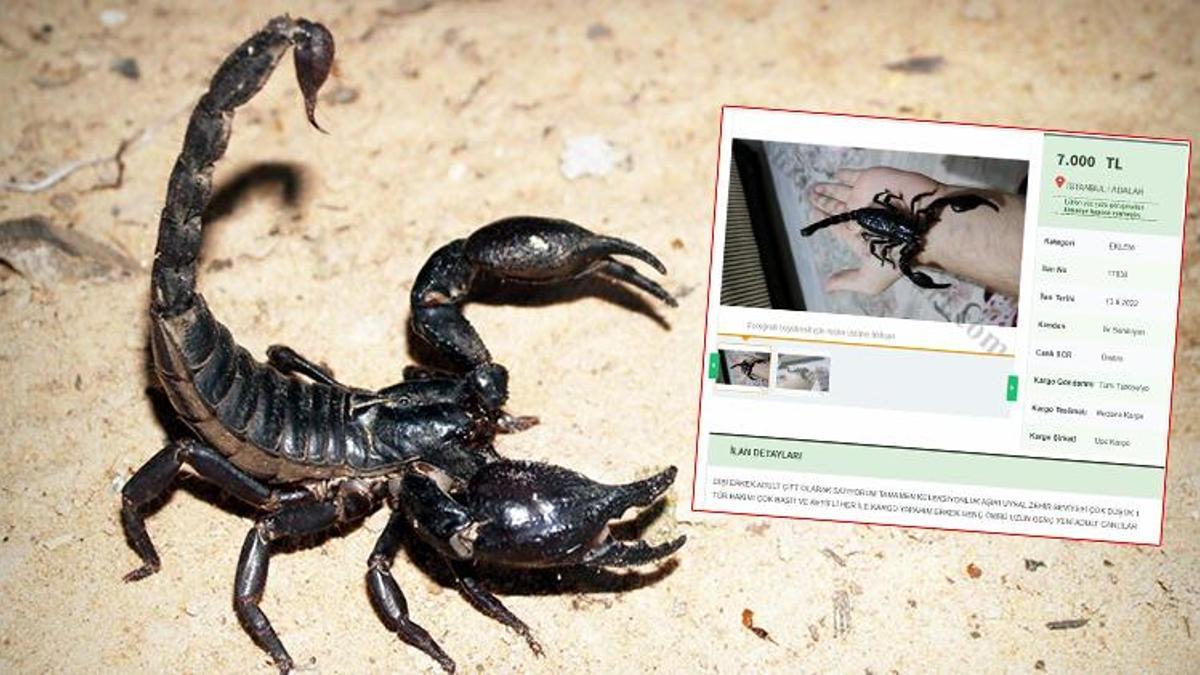 Zehrinin litresi 10 milyon dolar! Kara akrebi internetten satıyorlar