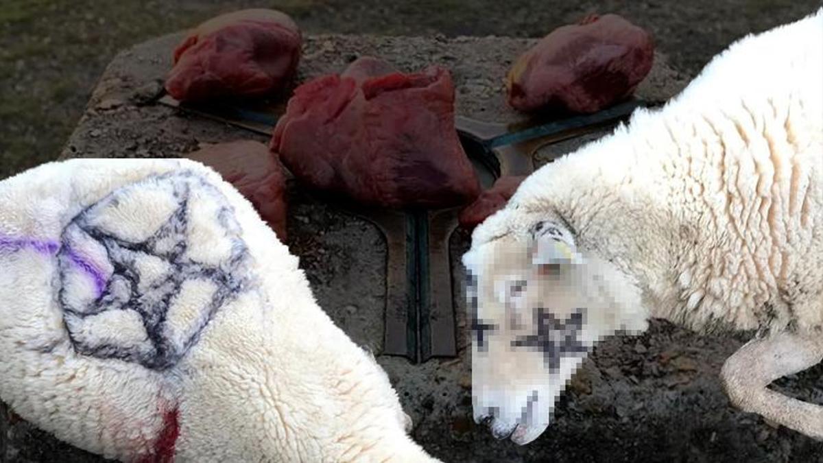 Satanist ayini ifşa oldu! Mezarlıkta basıldılar: 5 domuz kalbi, ölü tilki ve kedi