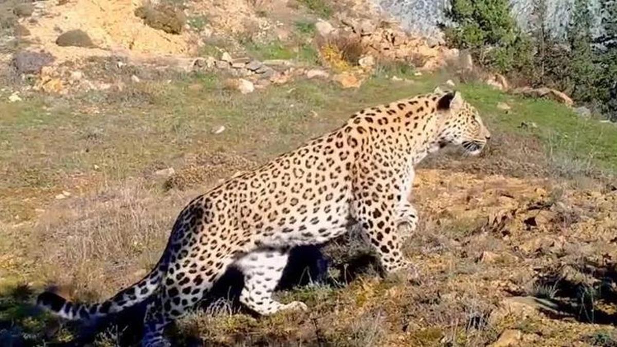 Bakan Kirişci paylaştı: Anadolu Leoparı iki bölgede yeniden görüntülendi