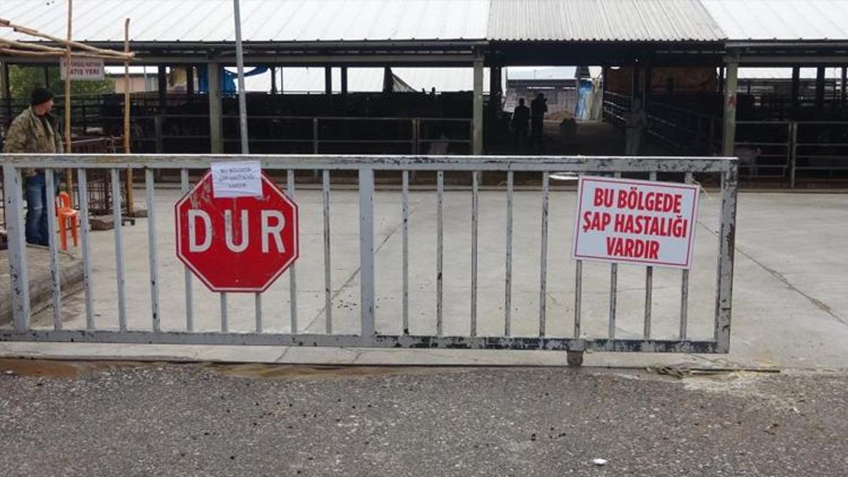 Denizli'de şap alarmı! 26 mahalleye giriş-çıkış yasaklandı