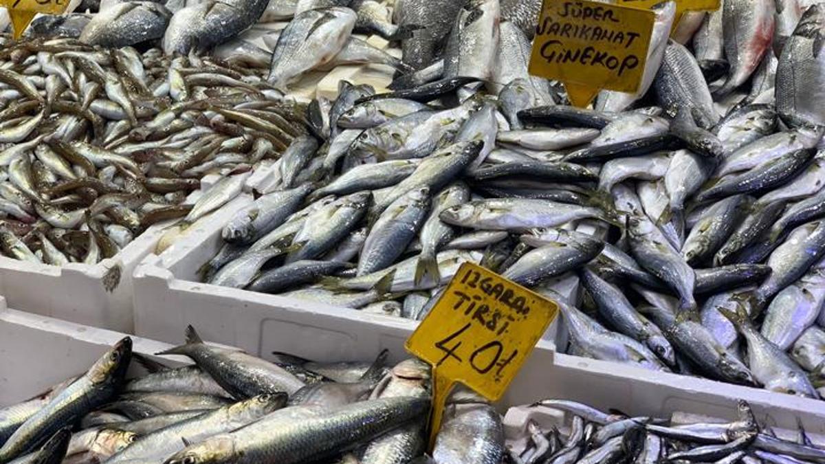 Karadeniz soğudu, tezgahta balık bollaştı