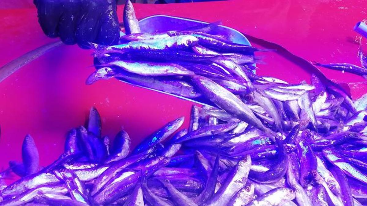 Hamside bolluk başladı, fiyatlar düştü