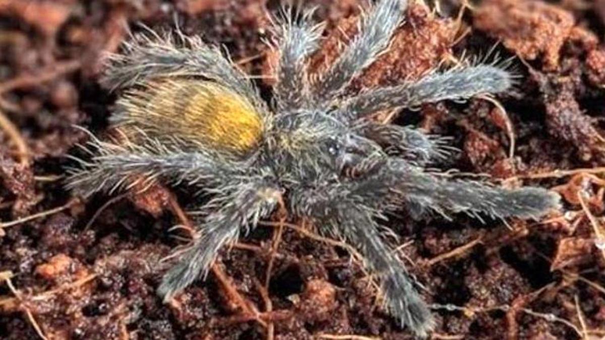 İnternetten tarantula satıyorlar; 26 bin 390 lira cezası var