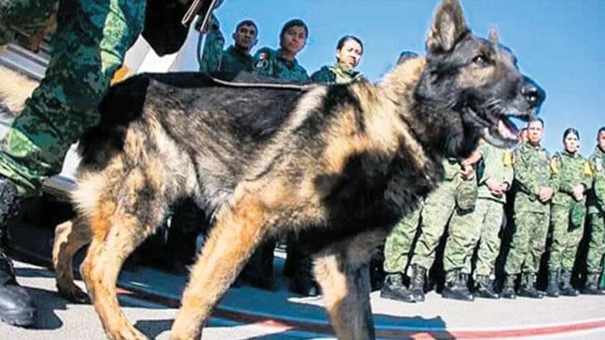 Proteo neden öldü? Meksika arama kurtarma köpeği Proteo!