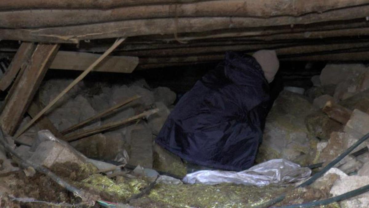 Sürünerek girip enkazın altındaki ineğini besliyor