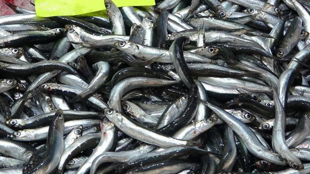 Boğazda hamsi avı yasaklandı! Çanakkale'de lüferin kilosu 350 TL'ye düştü
