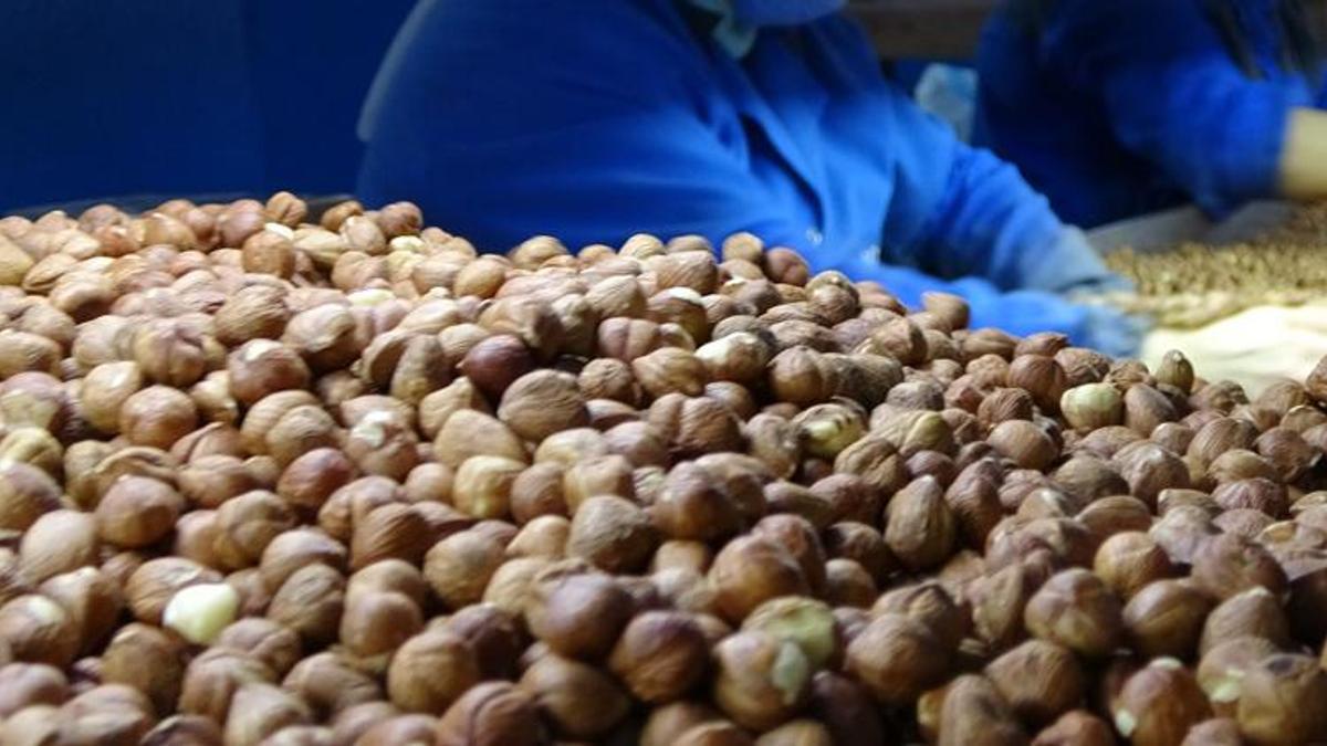 Ordu'da serbest piyasada fındık fiyatları belli oldu