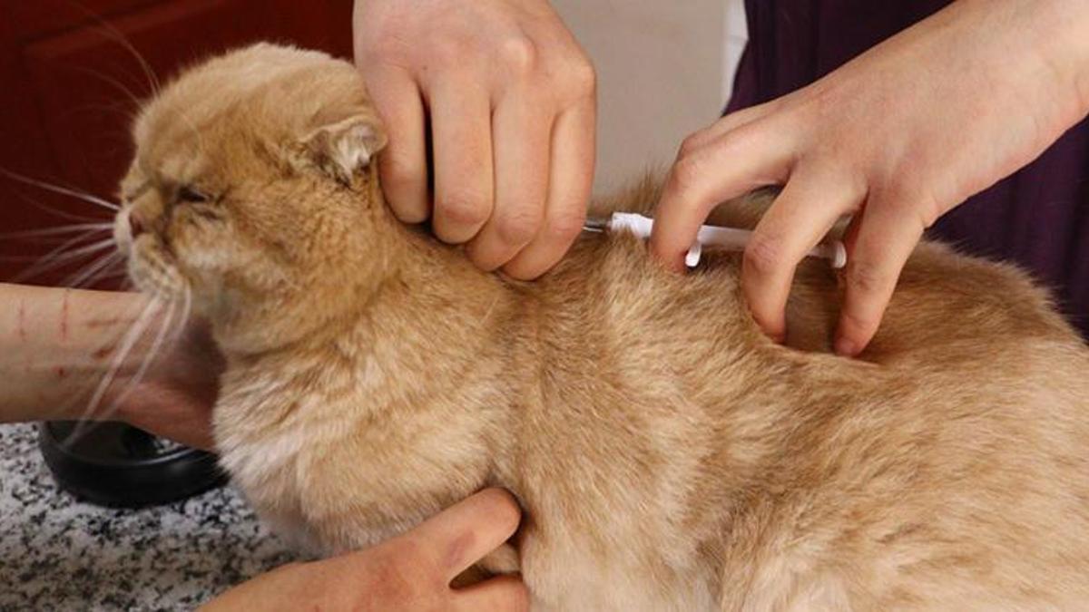 Depremzede ev hayvanları için 81 ile genelge gönderildi