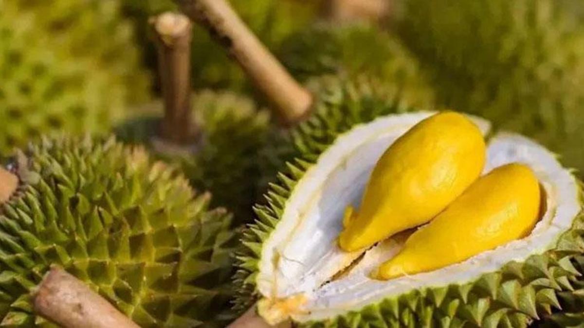 Durian meyvesi nedir? Durian kokusu nasıl, neye benzer? Durian meyvesi nerede yetişir, fiyatı ne, pahalı mı? - Gündem Haberleri