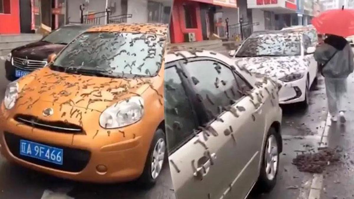 Çin'de gökyüzünden solucan yağdı! Şok eden görüntüler için açıklama geldi...