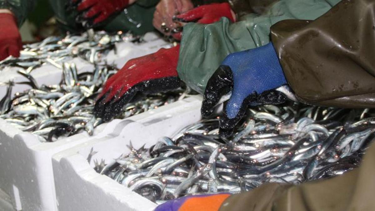 Karadeniz’de ‘hamsi avı 1 yıl ertelensin’ çağrısı